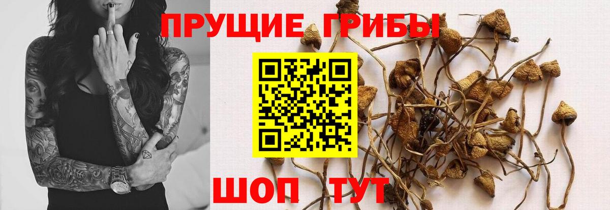 Прокопьевск  Псилоцибиновые грибы Psilocybe  Вход с VPN  Галлюциногенные грибы GOLDEN TEACHER 